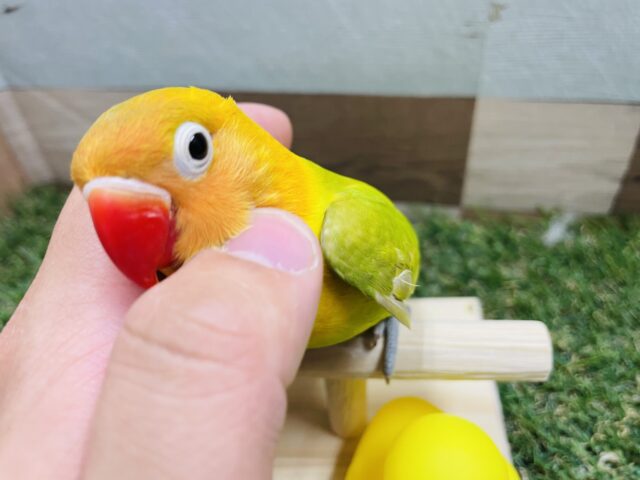 最新画像あり☆目を引く派手カラー☆ヤマブキボタンインコ(イエロー) ヤマブキボタンインコ