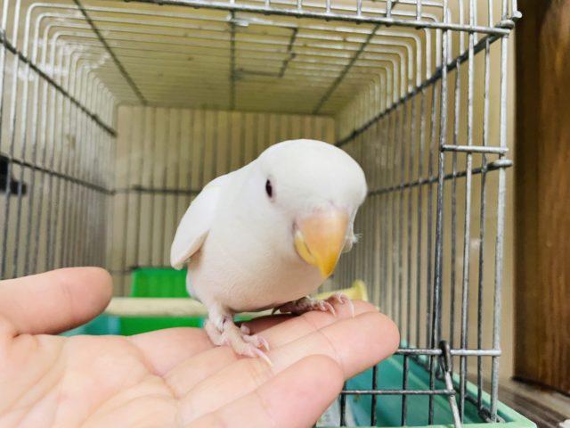 コザクラインコ（小桜インコ）