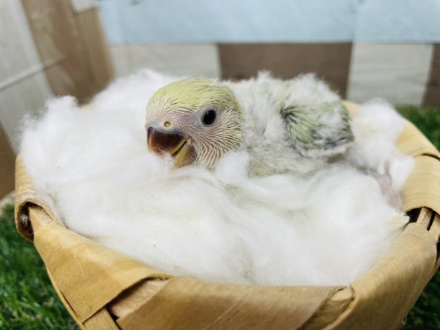 コザクラインコ（小桜インコ）