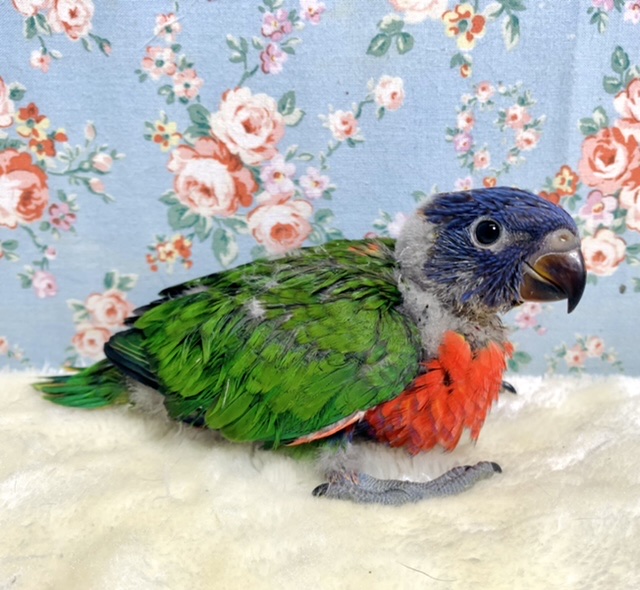 ゴシキセイガイインコ