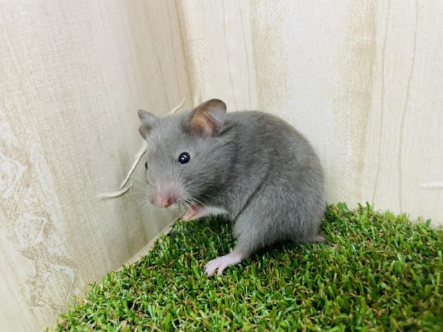 ゴールデンハムスター