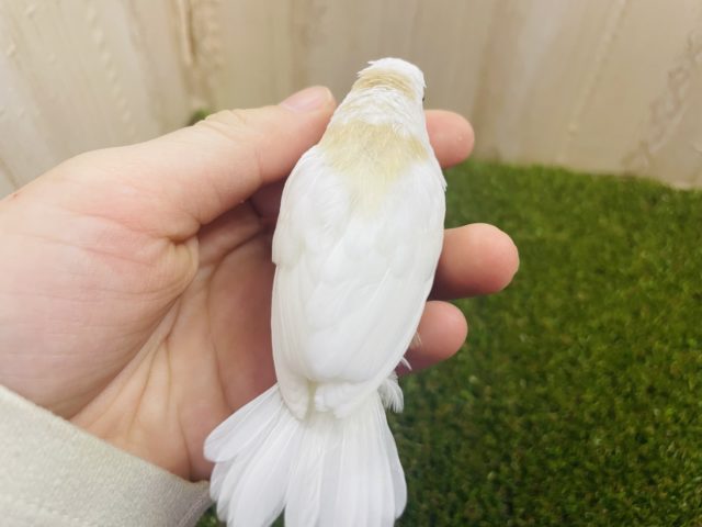 十姉妹（ジュウシマツ）