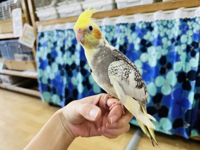 オカメインコ