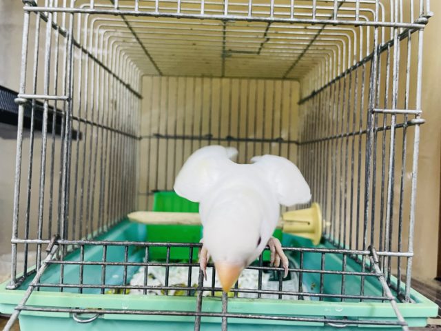 コザクラインコ（小桜インコ）