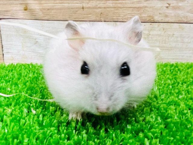 ハムちゃんお年玉フェア! 説明画像です