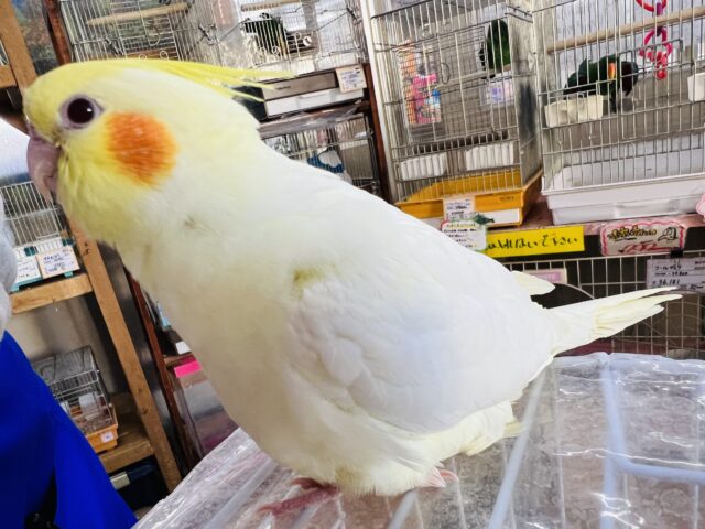 オカメインコ