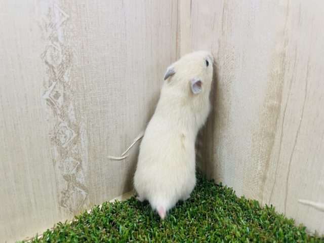 ゴールデンハムスター