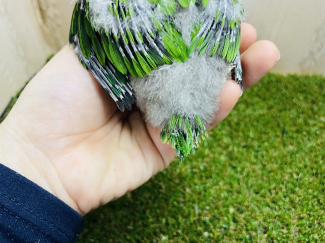 アカエリゴシキセイガイインコ