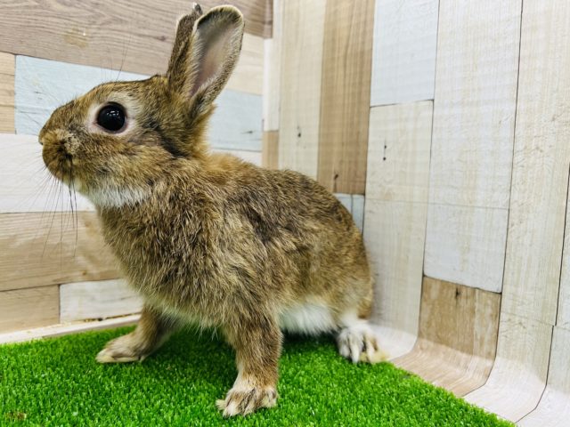 ネザーランドドワーフ