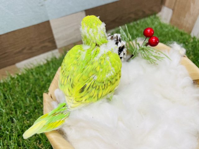 セキセイインコ
