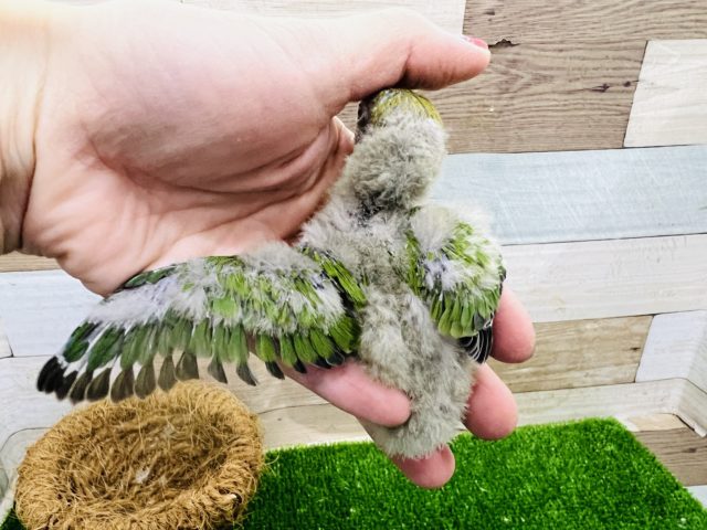 キエリボタンインコ