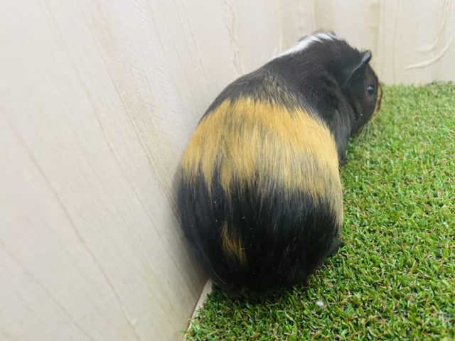 イングリッシュモルモット