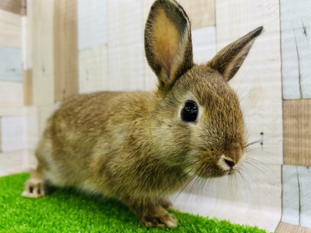 ネザーランドドワーフ