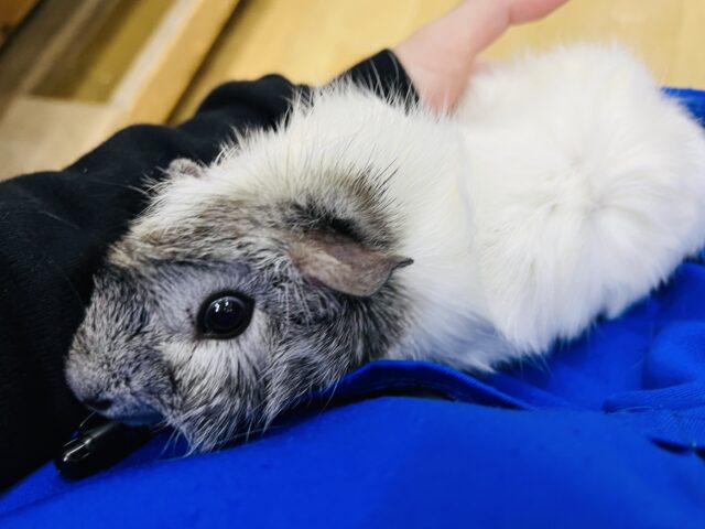 アビシニアンモルモット