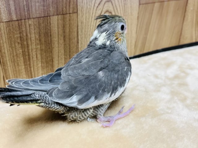 オカメインコ