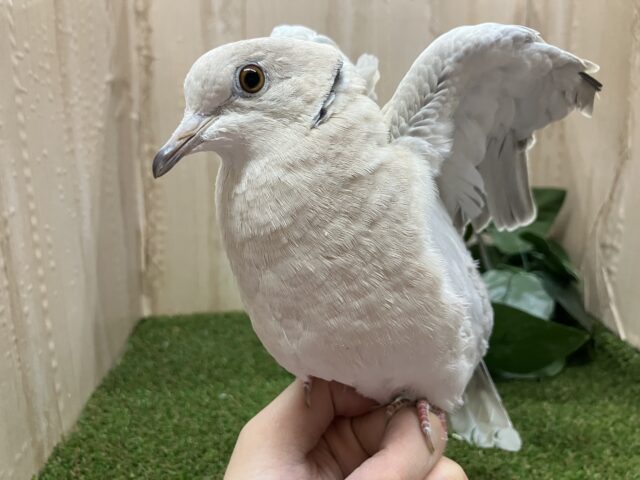 ジュズカケバト