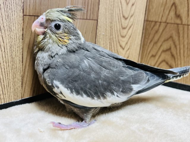 オカメインコ