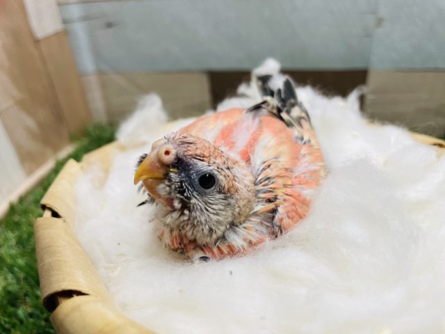 アキクサインコ（秋草インコ）