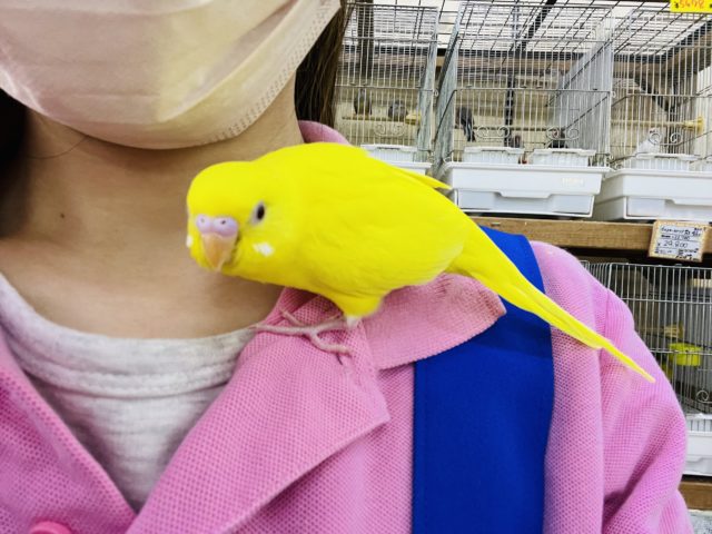 セキセイインコ