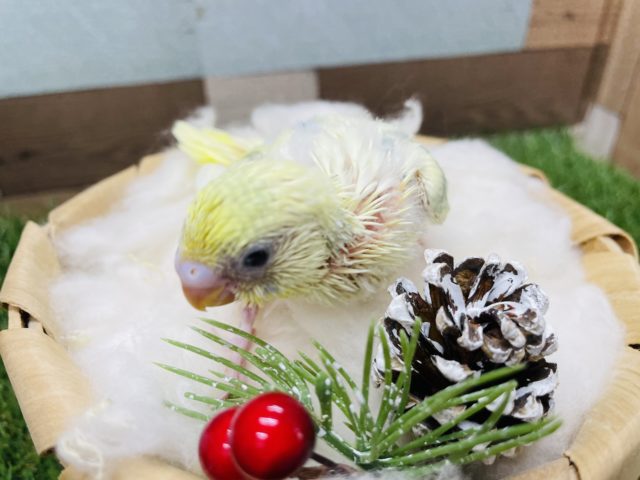 セキセイインコ