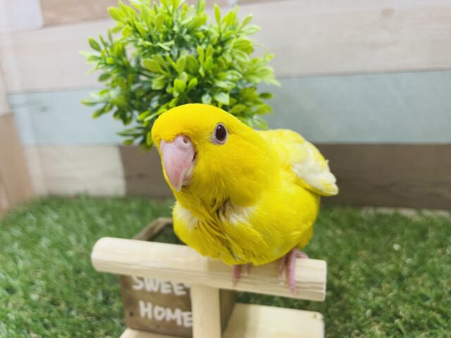 サザナミインコ