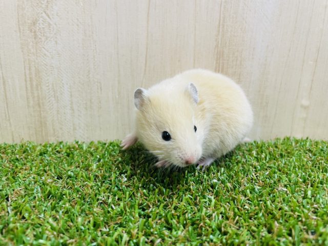 ゴールデンハムスター