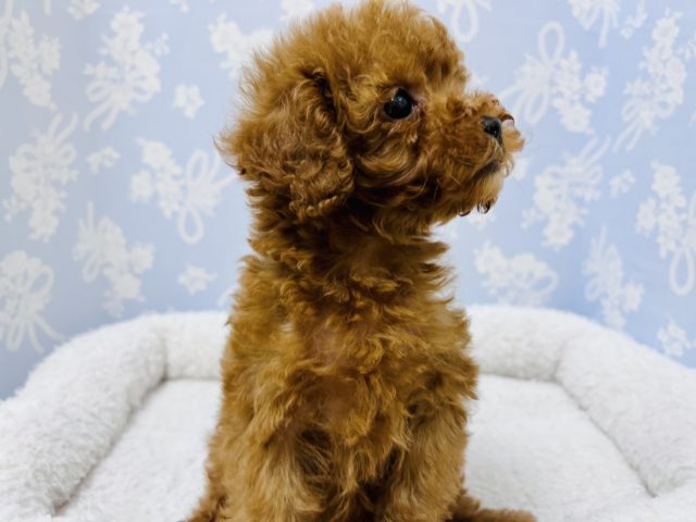 トイプードル