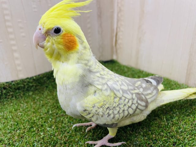 オカメインコ