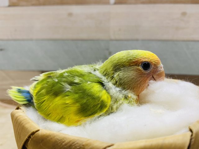 コザクラインコ（小桜インコ）