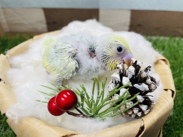 セキセイインコ