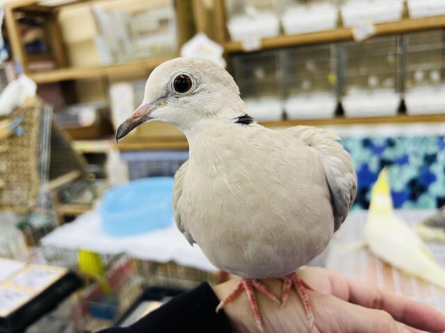 ジュズカケバト