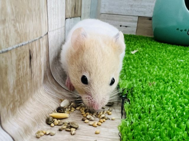 ゴールデンハムスター