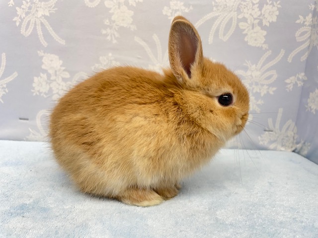 ネザーランドドワーフ