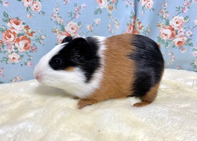 イングリッシュモルモット