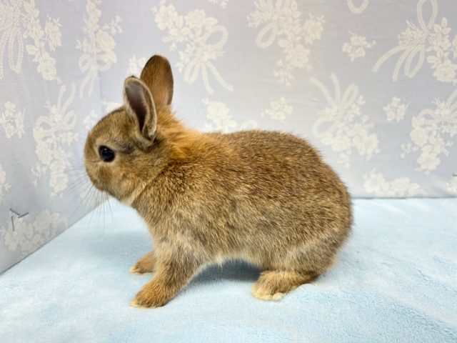 ネザーランドドワーフ