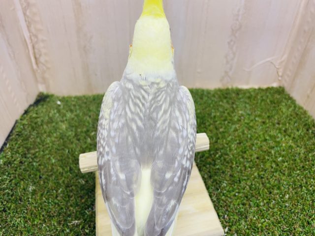 オカメインコ