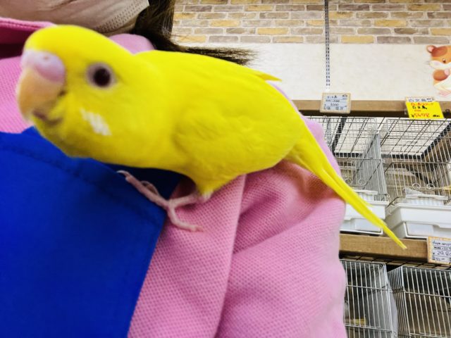 セキセイインコ
