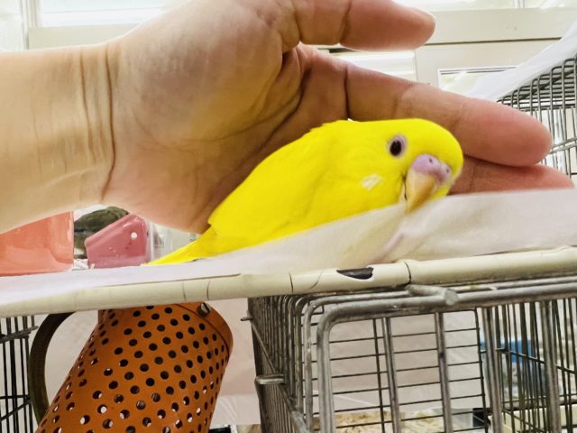 セキセイインコ