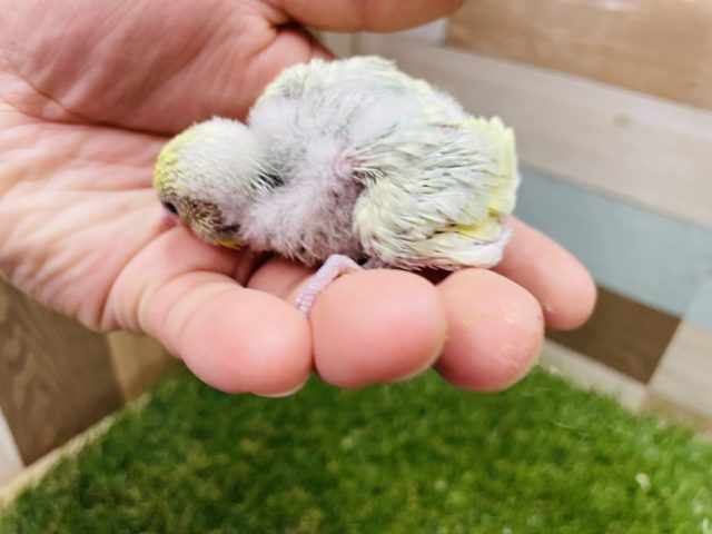 セキセイインコ