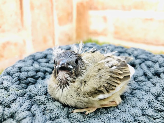 錦花鳥（キンカチョウ）