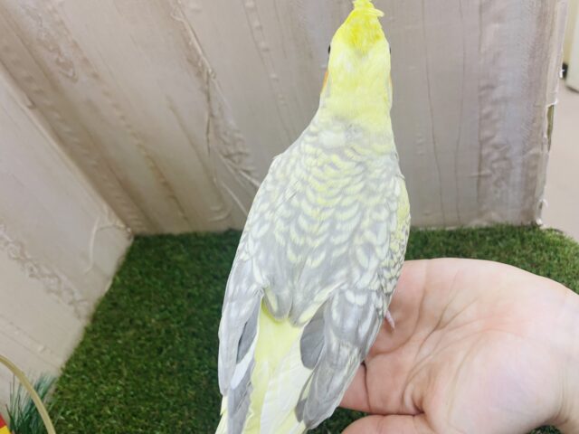 オカメインコ