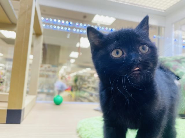 スコティッシュフォールド