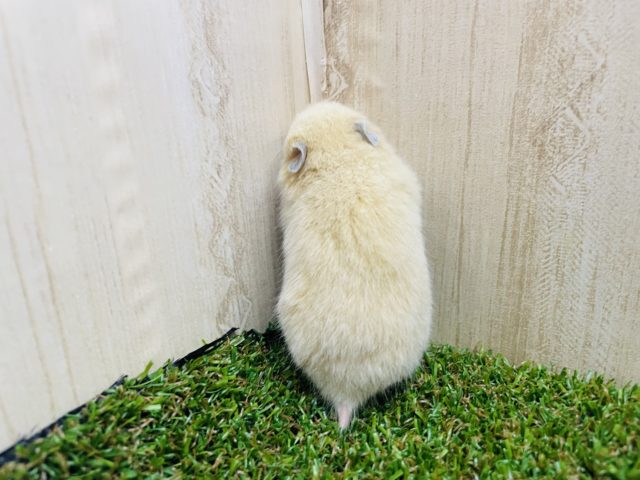 ゴールデンハムスター