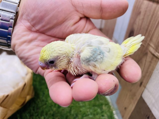 セキセイインコ