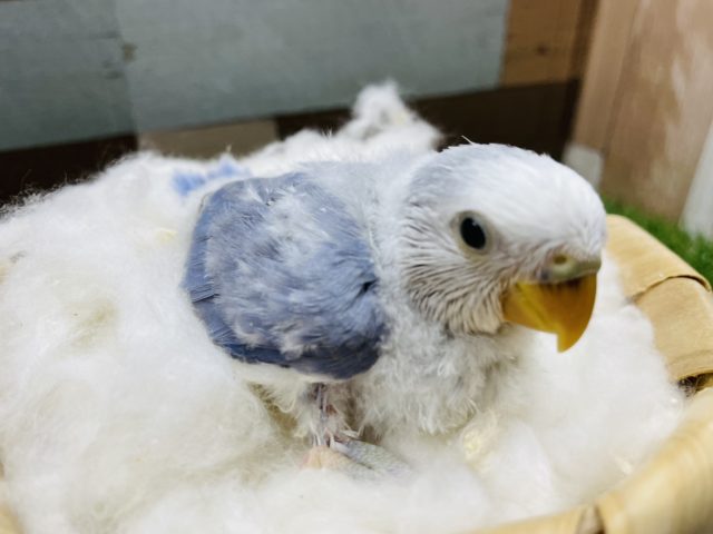 コザクラインコ（小桜インコ）