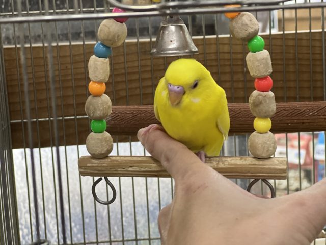 セキセイインコ