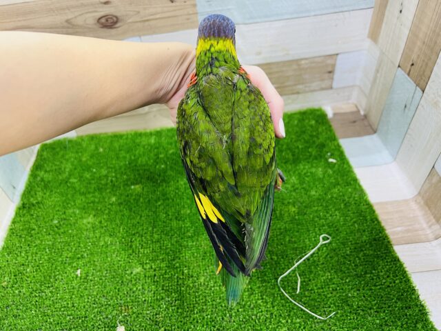ゴシキセイガイインコ