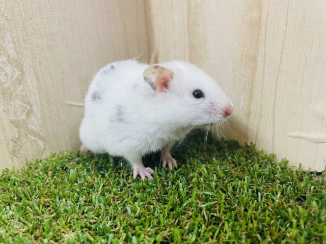 ゴールデンハムスター