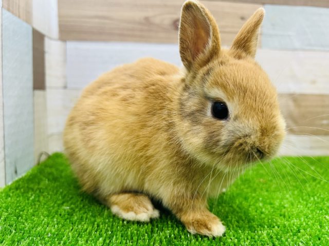 ミニウサギ