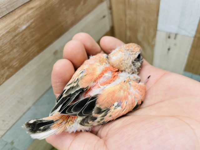 アキクサインコ（秋草インコ）
